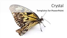  Presentation with idea - Beautiful PPT theme featuring rice paper butterfly - idea leuconoe isolated backdrop and a white colored foreground
