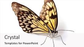  Presentation with idea - Presentation with rice paper butterfly - idea leuconoe background and a white colored foreground