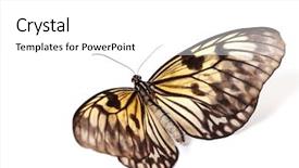  Presentation with simple idea - PPT theme having rice paper butterfly - idea leuconoe background and a white colored foreground