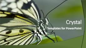  Presentation with pollen - Colorful slide deck enhanced with rice paper butterfly is eating backdrop and a gray colored foreground
