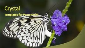  Presentation with pollen - Theme having rice paper butterfly is eating background and a tawny brown colored foreground