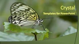  Presentation with pollen - Presentation design enhanced with rice paper butterfly is eating background and a  colored foreground