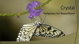  Presentation with pollen - Audience pleasing slides consisting of rice paper butterfly is eating backdrop and a  colored foreground