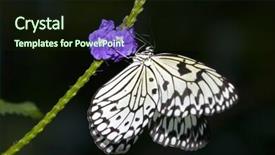  Presentation with pollen - Colorful slide set enhanced with rice paper butterfly is eating backdrop and a  colored foreground