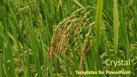  Presentation with rice plant - Cool new theme with rice-plant-in-rice-field backdrop and a tawny brown colored foreground