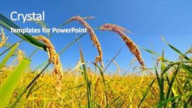  Presentation with plantation - Beautiful PPT theme featuring rice plantation and the blue backdrop and a teal colored foreground