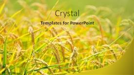  Presentation with plantation - Slides having rice plantation and the blue background and a yellow colored foreground