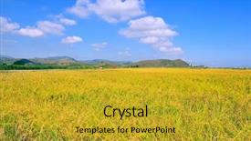  Presentation with sky blue and golden yellow - Presentation theme with rice plantation and the blue background and a gold colored foreground