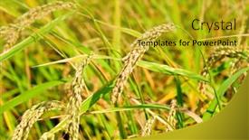  Presentation with plantation - Cool new presentation theme with portrait of an ethnic smiling young woman on blue jeans and gray t-shirt looking at you and celebrating a victory on isolated background backdrop and a white colored foreground