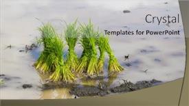  Presentation with rice paddy - Colorful presentation theme enhanced with rice-saplings-ready-for-transplantation backdrop and a light gray colored foreground