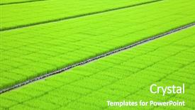  Presentation with market - Theme with rice seeding in trays background and a seafoam green colored foreground