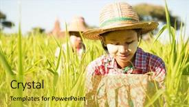 Presentation with powdered - Beautiful slide deck featuring rice straw - portrait of a burmese women backdrop and a  colored foreground