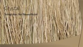  Presentation with fuel - Presentation with rice-straw-fuel-for-cooking background and a coral colored foreground
