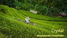  Presentation with rice terraces in tegallalang - Audience pleasing presentation theme consisting of rice terrace worker with baskets backdrop and a tawny brown colored foreground