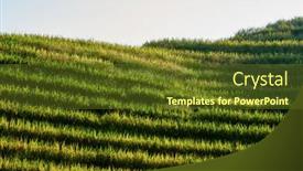  Presentation with rice fields - Presentation theme consisting of rice-terraced-fields-of-wengjia background and a tawny brown colored foreground