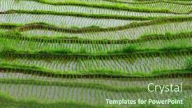  Presentation with rice terraces - Slides with rice terraces full of water and bush green rice on bali island indonesia background and a tawny brown colored foreground