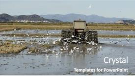  Presentation with rice fields - PPT theme having rice tractor wet rice fields and seagulls in valencia spain background and a gray colored foreground