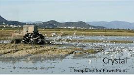  Presentation with rice fields - Presentation with rice tractor wet rice fields and seagulls in valencia spain background and a light gray colored foreground