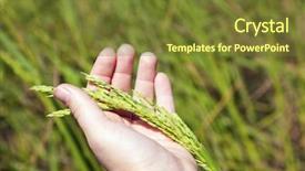  Presentation with rice - Presentation theme enhanced with rice background and a tawny brown colored foreground