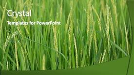  Presentation with rice field - Audience pleasing PPT theme consisting of ricefield - close up on fresh rice backdrop and a seafoam green colored foreground