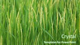  Presentation with rice field - Amazing slides having ricefield - close up on fresh rice backdrop and a forest green colored foreground