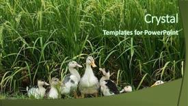  Presentation with rice field - Presentation design consisting of ricefield - cute ducks standing on rice background and a tawny brown colored foreground