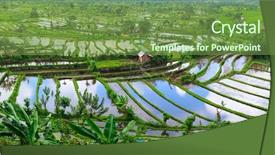  Presentation with rice field - Presentation theme consisting of ricefield - landscape of beautiful rice terraced background and a tawny brown colored foreground