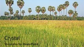  Presentation with paddy field - Audience pleasing presentation design consisting of ricefield - paddy field in thailand lined backdrop and a  colored foreground