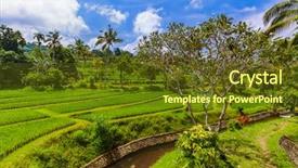  Presentation with rice fields - Audience pleasing slide deck consisting of ricefield - rice fields on bali island backdrop and a tawny brown colored foreground