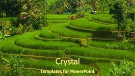  Presentation with rice fields - Audience pleasing slide deck consisting of ricefield - rice fields on bali island backdrop and a tawny brown colored foreground