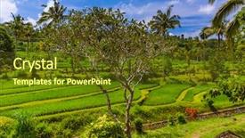  Presentation with rice fields - Colorful slide deck enhanced with ricefield - rice fields on bali island backdrop and a tawny brown colored foreground