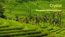  Presentation with rice fields - Amazing PPT theme having ricefield - rice fields on bali island backdrop and a  colored foreground