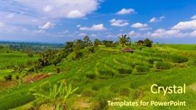  Presentation with rice fields - Audience pleasing PPT theme consisting of ricefield - rice fields on bali island backdrop and a  colored foreground