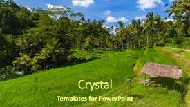  Presentation with rice fields - Presentation design with ricefield - rice fields on bali island background and a  colored foreground