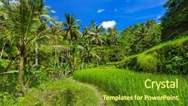  Presentation with rice fields - Audience pleasing presentation design consisting of ricefield - rice fields on bali island backdrop and a tawny brown colored foreground