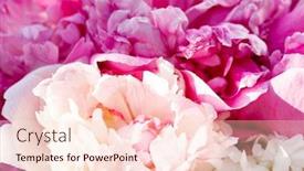  Presentation with rich - Cool new presentation theme with rich bunch of peonies backdrop and a lemonade colored foreground