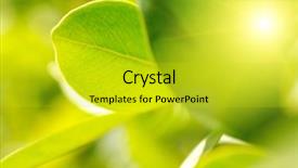  Presentation with rich - Colorful PPT layouts enhanced with sun rays green leaves - rich foliage macro shot shallow backdrop and a yellow colored foreground