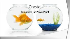  Presentation with goldfish - Beautiful theme featuring rich poor - large ryukin goldfish eyeing small backdrop and a white colored foreground