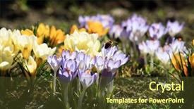  Presentation with rich - Presentation enhanced with rich spring flowers background and a tawny brown colored foreground