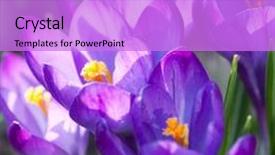  Presentation with rich - Cool new presentation with rich spring flowers backdrop and a lilac colored foreground