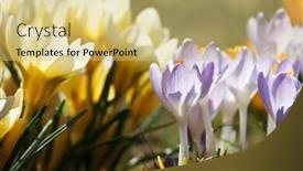  Presentation with rich - PPT layouts featuring rich spring flowers background and a yellow colored foreground