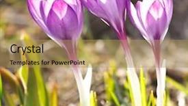  Presentation with rich - Slides featuring rich spring flowers background and a coral colored foreground