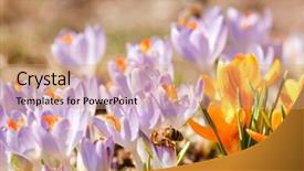  Presentation with rich - Slides having rich spring flowers background and a coral colored foreground