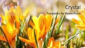  Presentation with rich - Audience pleasing theme consisting of rich spring flowers backdrop and a yellow colored foreground