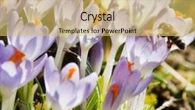  Presentation with rich - Beautiful slide deck featuring rich-spring-flowers backdrop and a yellow colored foreground