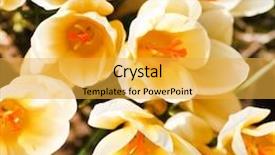  Presentation with rich - Amazing slide deck having rich spring flowers backdrop and a yellow colored foreground