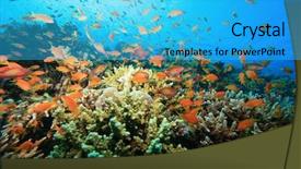  Presentation with rich - Amazing PPT layouts having rich underwater ecosystem backdrop and a cyan colored foreground