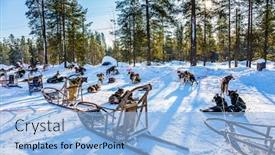  Presentation with dog sled - Audience pleasing presentation design consisting of ride-on-the-sled-dogs backdrop and a light blue colored foreground