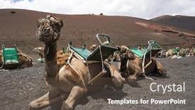 Presentation with waiting line - Slides enhanced with riding camels waiting in line for tourists at national park of lanzarote background and a tawny brown colored foreground