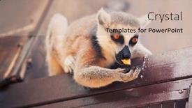  Presentation with lemur - PPT layouts with ring-tailed lemur feeding background and a soft green colored foreground